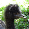 Young Emu