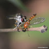 robber fly hunting soldier fly