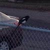 Black-billed Magpie