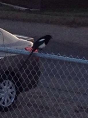 Black-billed Magpie