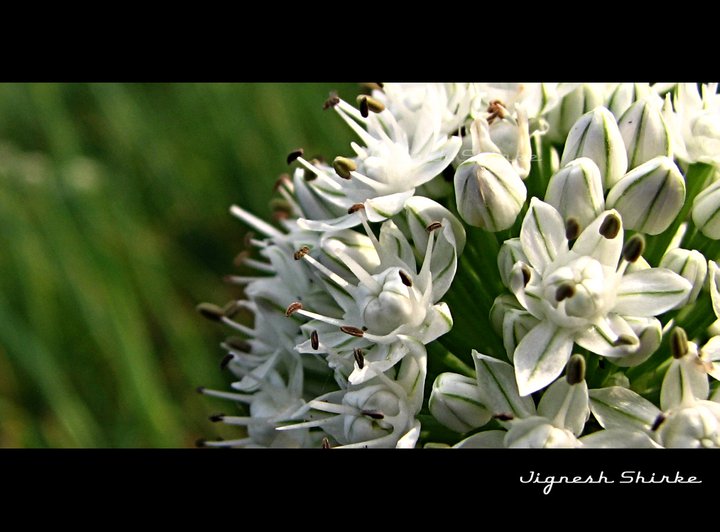 Onion flower