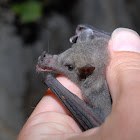 Mexican Long-tongued Bat