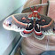 Cecropia Moth