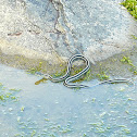 Garter Snake