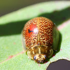 Leaf beetle with red spot