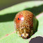 Leaf beetle with red spot