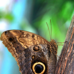 Morpho Peleides by Marsha Biller - Animals Insects & Spiders