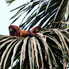 Venezuelan Red Howler