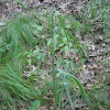 Ohio Spiderwort