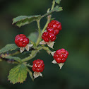 Raspberry (fruit of Rubus)