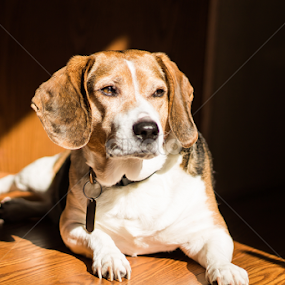 Soaking In The Sun. by Kim  G-Smith - Animals - Dogs Portraits