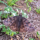 Wild Indigo Dusky Wing