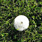 Macrolepiota rachodes Mushroom