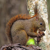 Red-Tailed squirrel