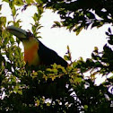 Red breasted toucan