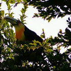 Red breasted toucan