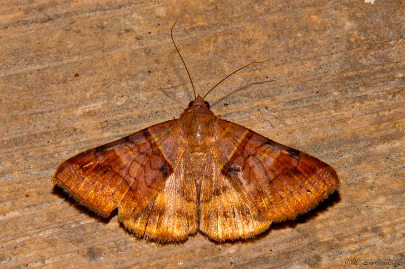 Ophiusini Moth