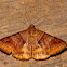 Ophiusini Moth
