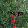 long wing zebra butterfly