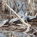 Painted Turtles