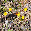 Huflattich or Coltsfoot
