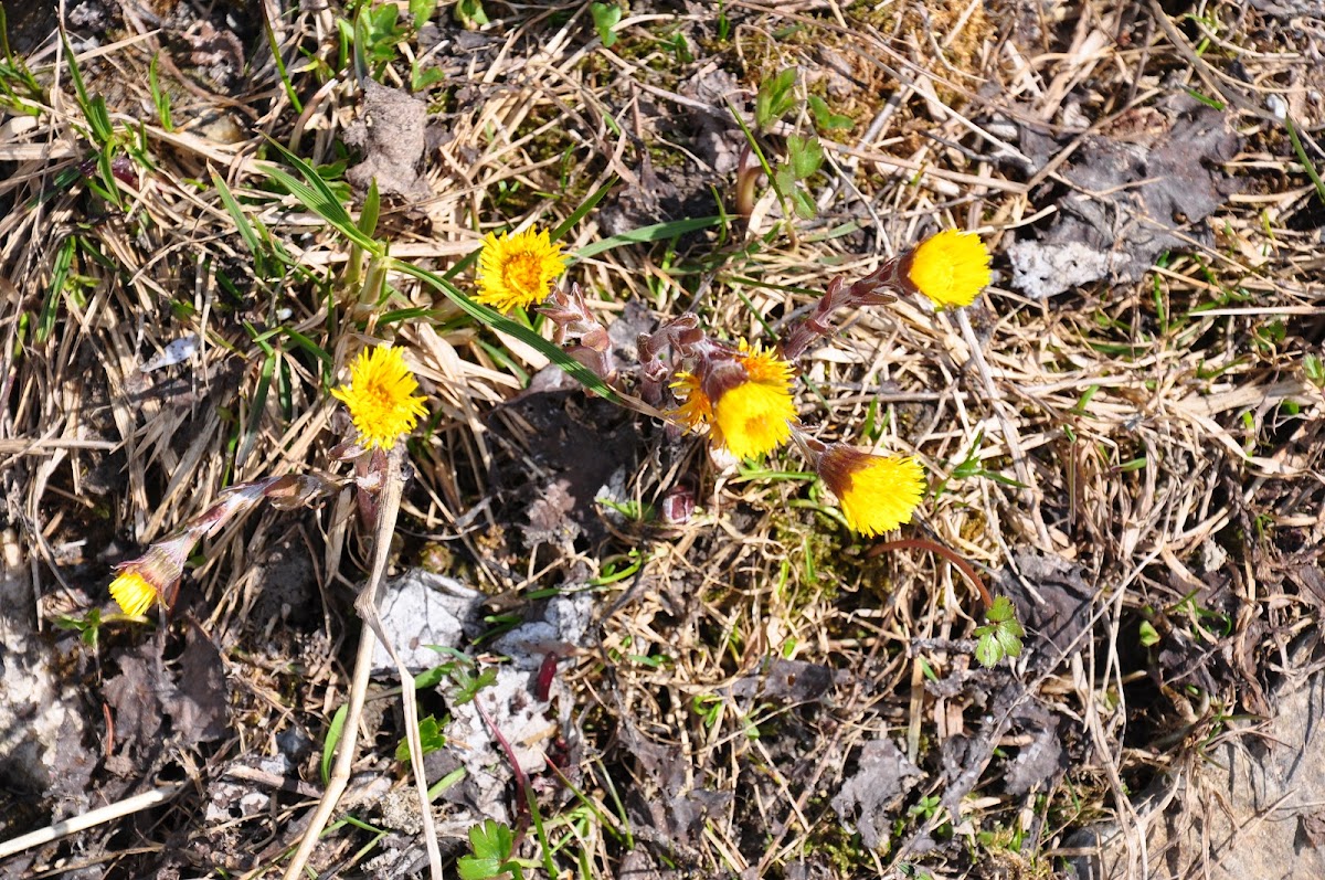 Huflattich or Coltsfoot