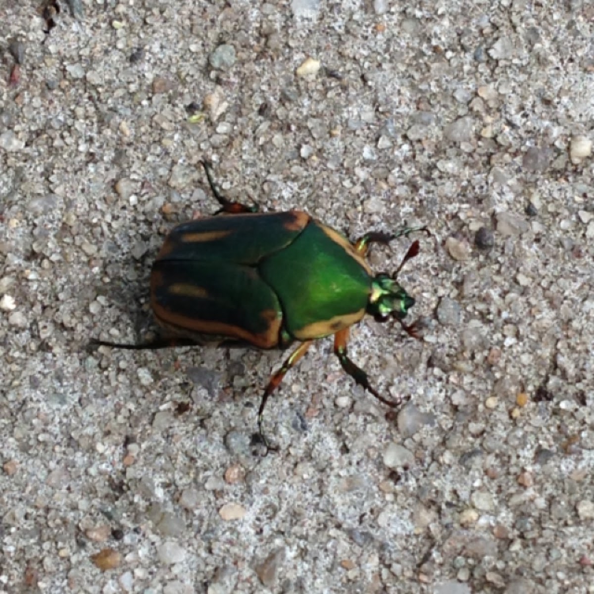 Green June Beetle