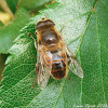 Honey Bee Mimic