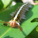 Lappet moth caterpillar