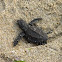 Green sea turtle (hatchling)