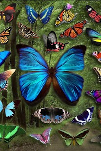 Butterfly Wallpaper Screenshots 10