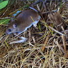 White-footed Mouse