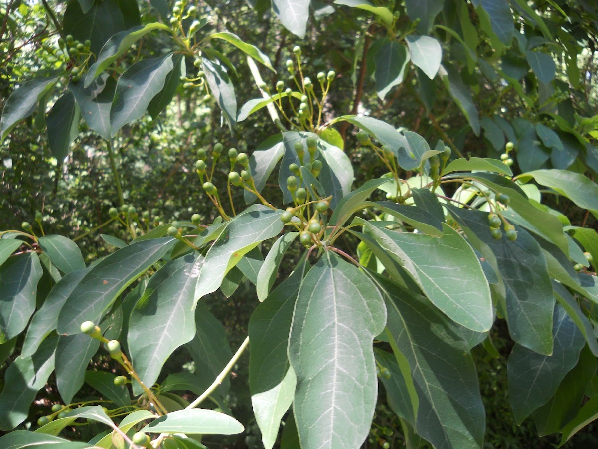 Blackhaw Viburnum