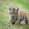 Siberian Tiger Cub 