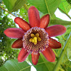 Passionfruit Flower (Mburukuyá)