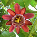Passionfruit Flower (Mburukuyá)