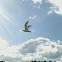 Herring Gull