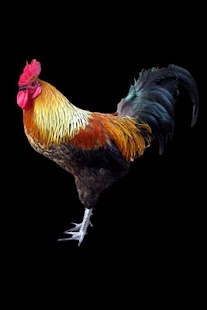 How to get Rooster 1.2 unlimited apk for android