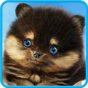 Cute puppy live wallpaper.apk 1.0.4