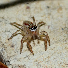 Dimorphic Jumping Spider (male)