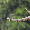 Blue-throated bee-eater