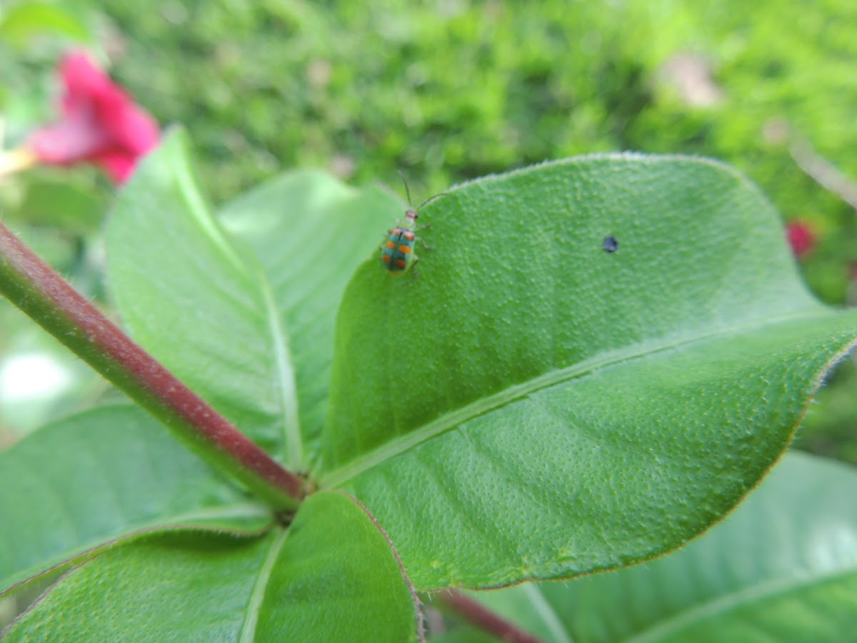 Cucurbit Beetle