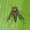 Long-legged fly