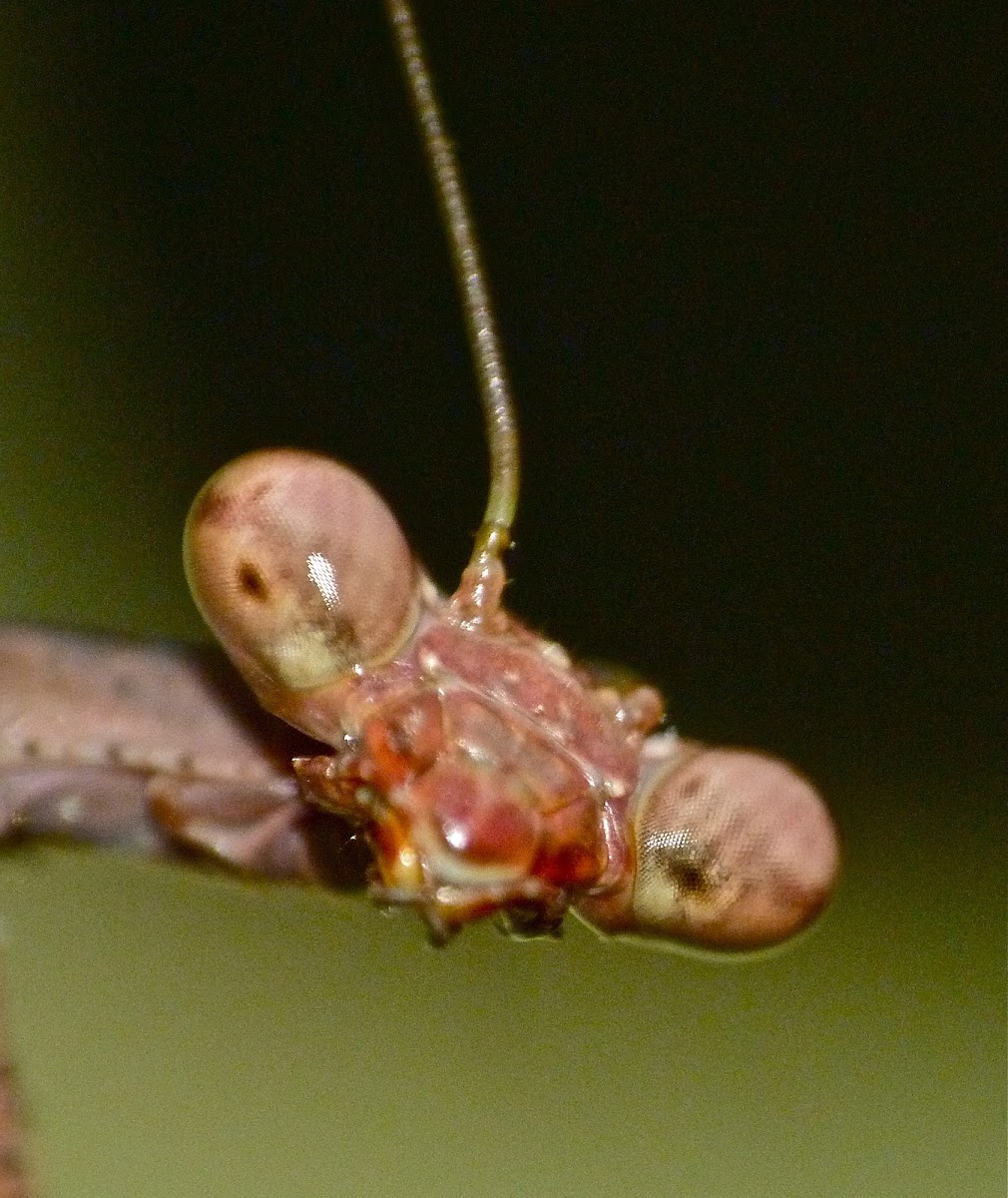 Carolina mantis (sub-adult)