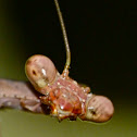 Carolina mantis (sub-adult)