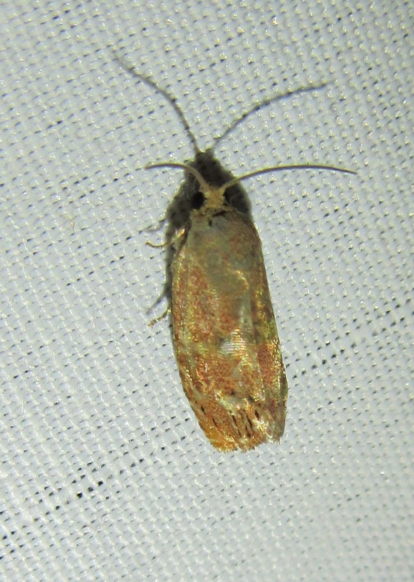 Unknown Tortricid Moth