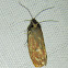 Unknown Tortricid Moth