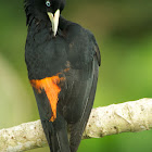 Scarlet-rumped Cacique