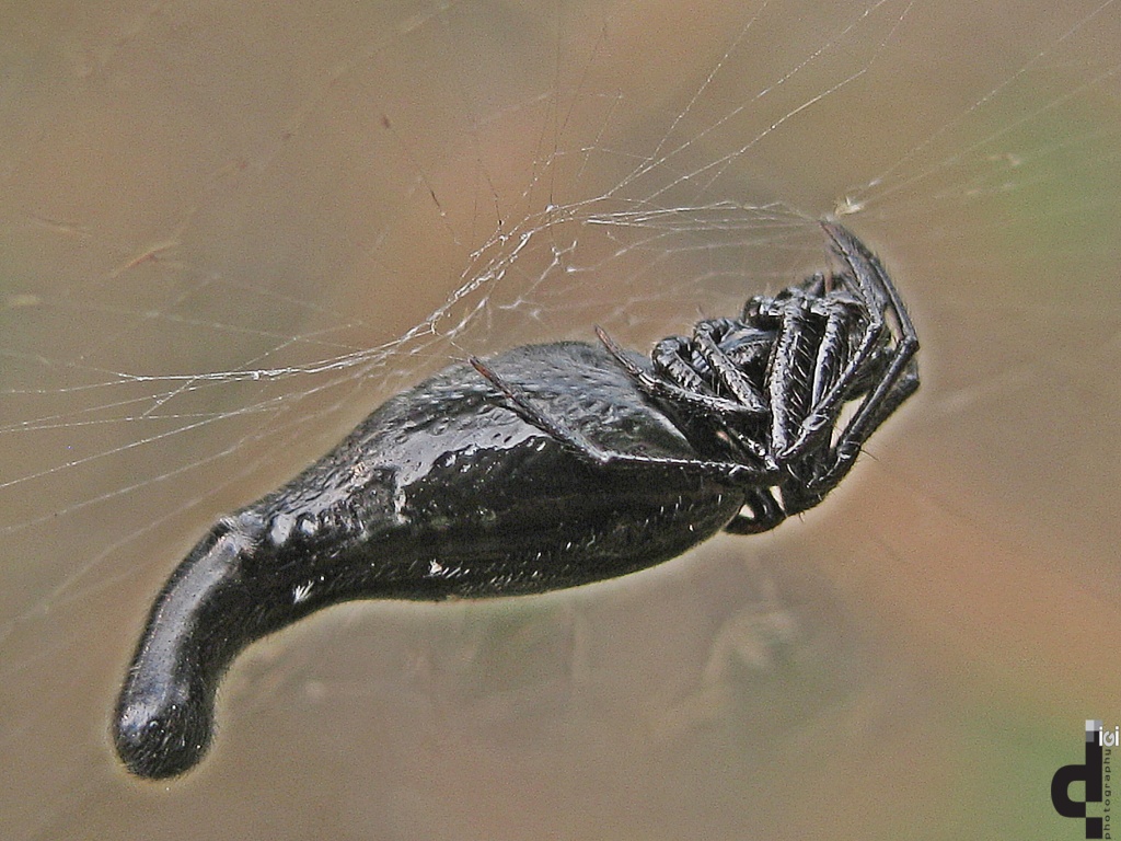 Long-bellied Cyclosa Spider