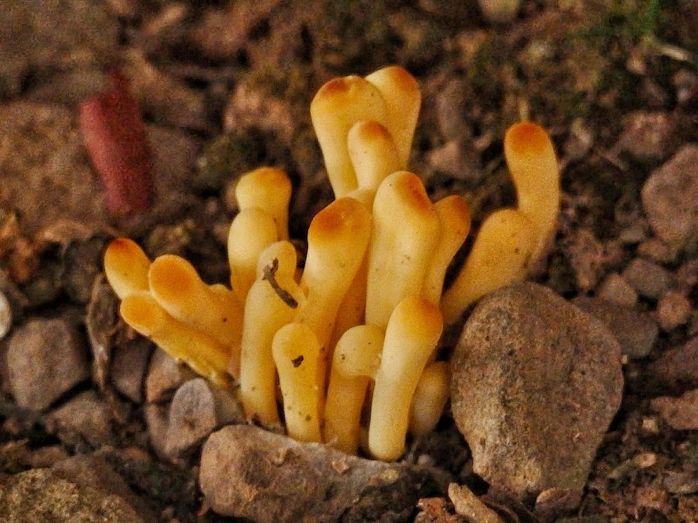 Club mushroom (?)